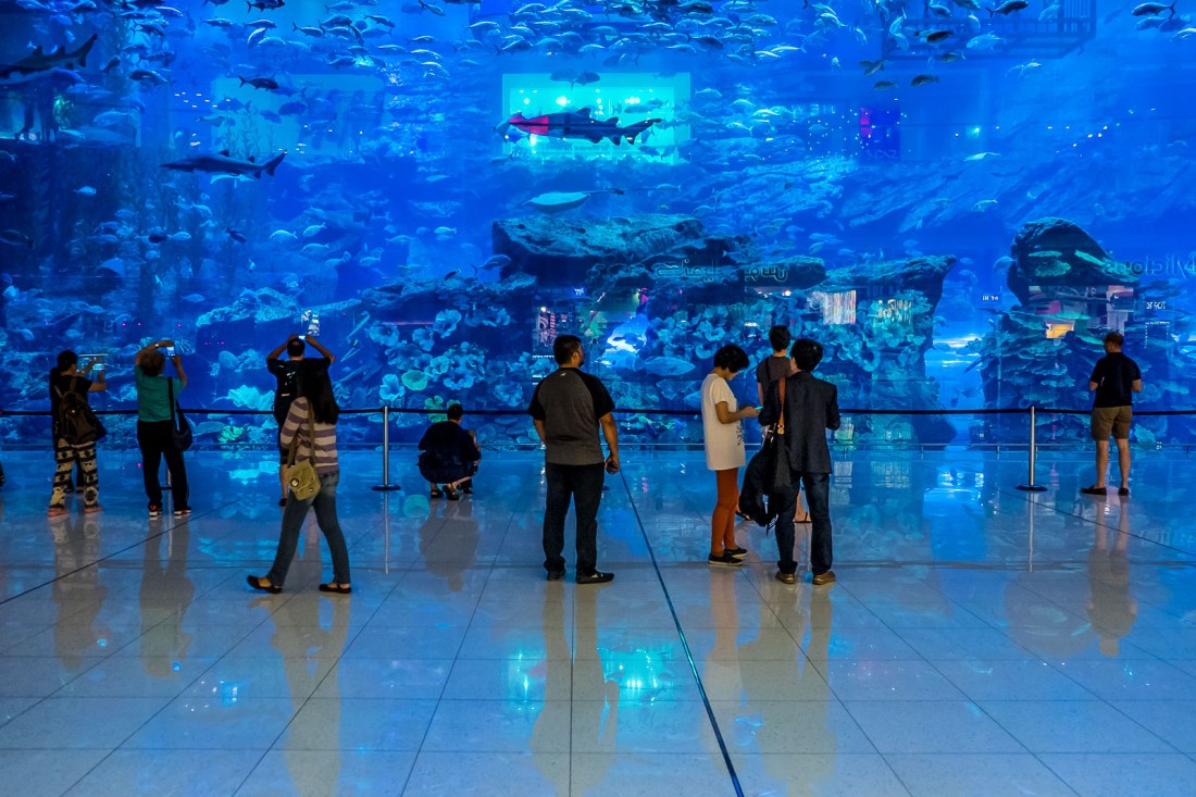 dubai-mall-aquarium